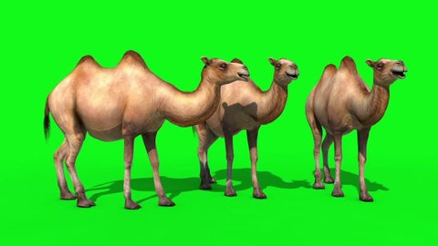 Group of Camels Idle Green Screen 3D Renderings Animations