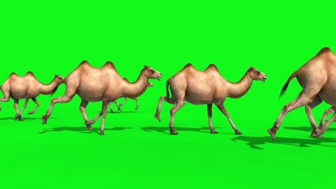 Group of Camels Runs Green Screen 3D Renderings Animations