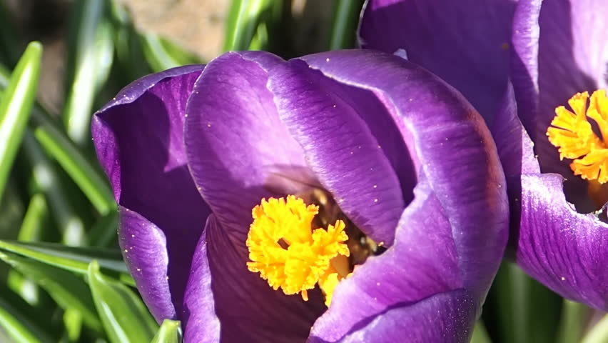 Purple Flower With Yellow Core Image Free Stock Photo Public Domain 