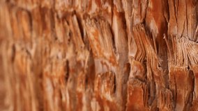 Bark of palm tree, beautiful color, texture