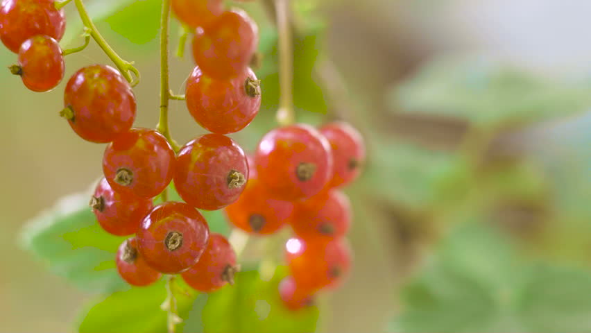 Red Currant hanging on a bush in the garden.Red currant ripening on the branch.