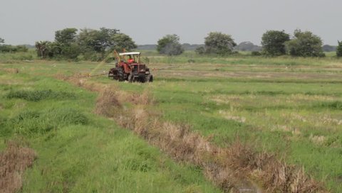 Application of poison in rice plantation with spraying sprayer.