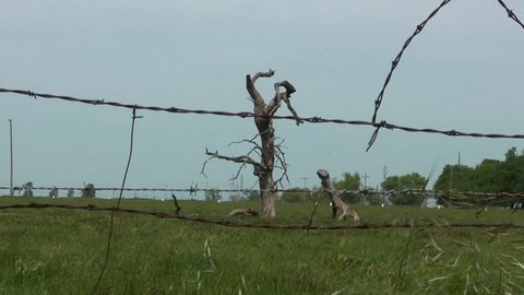 Creepy Dead Tree Behind Barbed Wire Fence