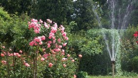 Garden roses bloom in bright sunny and windy summer day video footage floral colorful backgroun