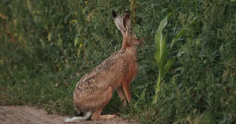 European Hare Sitting Outdoor In Summer Countryside Field Road In Belarus. The European Hare - Lepus Europaeus Or Brown Hare, Is A Species Of Hare Native To Europe And Parts Of Asia