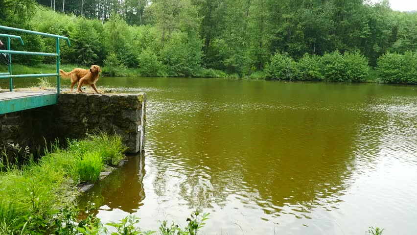 Golden retriever - dog swims in the pond. The dog is playing with branch and enjoy cold water under trees.