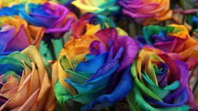 Bouquet of multicolored rainbow colors of roses as background. HD video