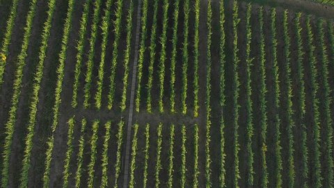 Vineyard aerial view tilt up shot