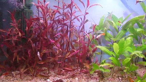 A tropical aquarium rich in plants and fish (Guppy (Poecilia reticulata), also known as rainbow fish)