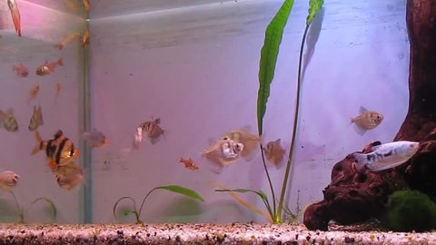 A tropical aquarium with plants and fish Black Tetra (Gymnocorymbus ternetzi), Barbus Tetrazona, Colisa Lalia (dwarf gourami), Tropical Gourami