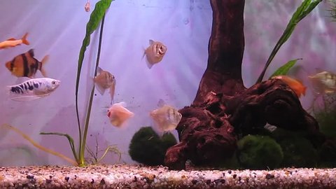 A tropical aquarium with plants and fish Black Tetra (Gymnocorymbus ternetzi), Barbus Tetrazona, Colisa Lalia (dwarf gourami), Tropical Gourami