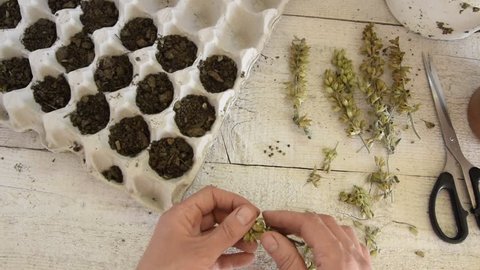 The top view of a woman's hands taking seeds from sage flowers for planting it in egg carton to make them sprout. Concepts - gardening, DIY, small business, hobbies