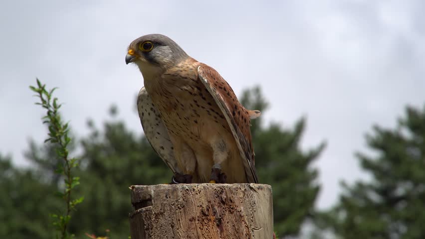Common Kestrel (Falco tinnunculus) Chained to Perch. Animal Violence Concept