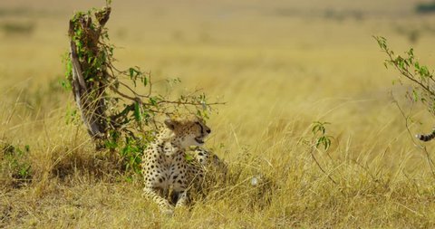 Kenya - December, 2016: Cheetah sitting on the grass