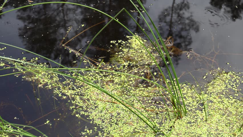 frog in a pond 