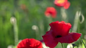 Creating a mood.A bright red poppy, attracts bees.In the garden blossom poppies.A delicate flower.In the sunlight, a beautiful creation.Fragile, delicate creature.Lonely and unrepeatable.