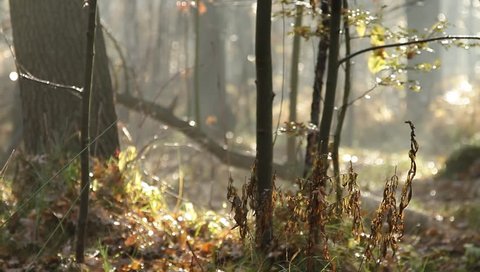 Beautiful autumn forest with sun shining, middle of the forest. Many trees. Delicate fog. Shooting through leafed branches toward the sun. Dolly shot 