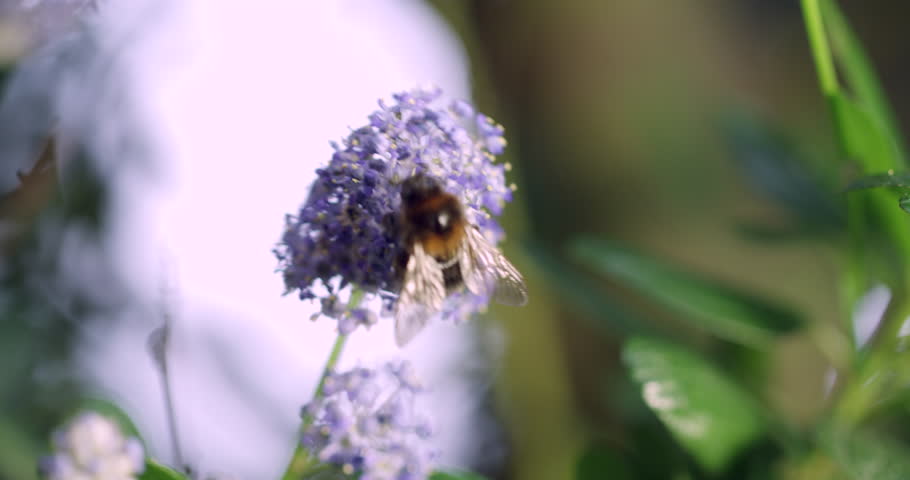 Close up of Bumble Bee on Purple Flower. Busy Buzzing Worker Insects pollenating to make honey a British Garden Plant in the Summer.