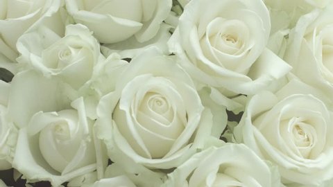 Slowly Revolving White Rose Flower Black Stock Footage Video (100%