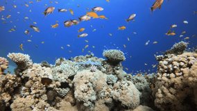 Tropical Coral Reefs. Picture of underwater colorful fishes and corals in the tropical reef of the Red Sea Dahab Egypt.