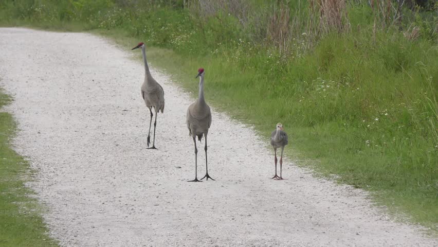 sandhill crane family walking on a rural road
