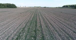 4K video of flight over a field with strips of plowed land. Agriculture field and seeding 