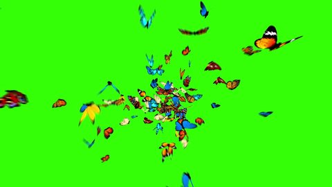 Butterflies Fly to the Camera on a Green Background. 3d animation, 4K