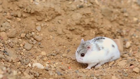 Djungarian hamster (Phodopus sungorus) looks for food on yellow sand. Dzungarian or striped dwarf or Siberian hamster, Siberian dwarf hamster or Russian winter white dwarf hamster