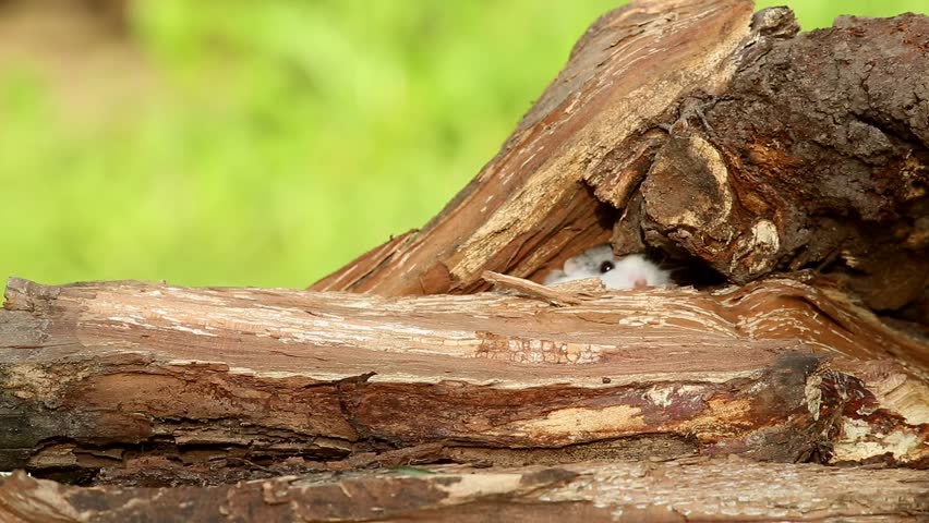Djungarian hamster (Phodopus sungorus) runs on a tree stump. Dzungarian or striped dwarf or Siberian hamster or Siberian dwarf hamster or Russian winter white dwarf hamster Royalty-Free Stock Footage #1012066820
