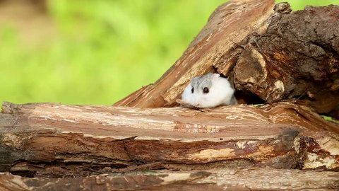 Djungarian hamster (Phodopus sungorus) runs on a tree stump. Dzungarian or striped dwarf or Siberian hamster or Siberian dwarf hamster or Russian winter white dwarf hamster
