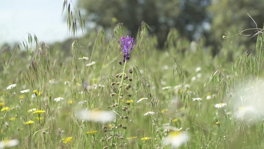 Stock Video Portfolio by Sandra Delight | Shutterstock