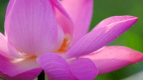 Royalty high quality free stock footage of a pink lotus flower. The background is the lotus leaf and pink lotus flower and yellow lotus bud in a pond. Peace scene in a countryside, Vietnam