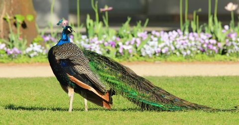 Single male Indian Peafowl bird, known also as Blue Peafowl or Peacock on a grass of a park during a spring nesting period