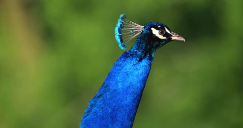 Single male Indian Peafowl bird, known also as Blue Peafowl or Peacock in a city park during a spring nesting period