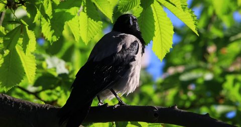 Single Hooded crow bird on a tree branch during a spring nesting period