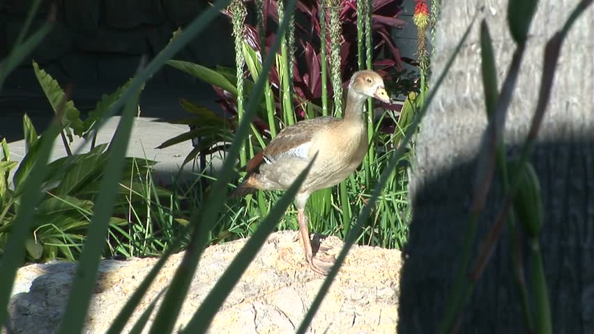 View of a lone juvenile Egyptian goose (Alopochen aegyptiaca) from behind reeves at the Dana Point harbor park, California USA.