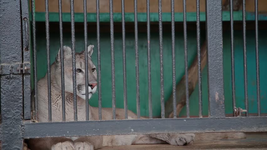 The cougar, puma Puma concolor in a cage