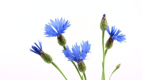 Cornflowers. Wild Blue Flowers Opening, Blooming close-up, isolated on white background. Closeup of wildflowers, time lapse. Timelapse UHD 4K video
