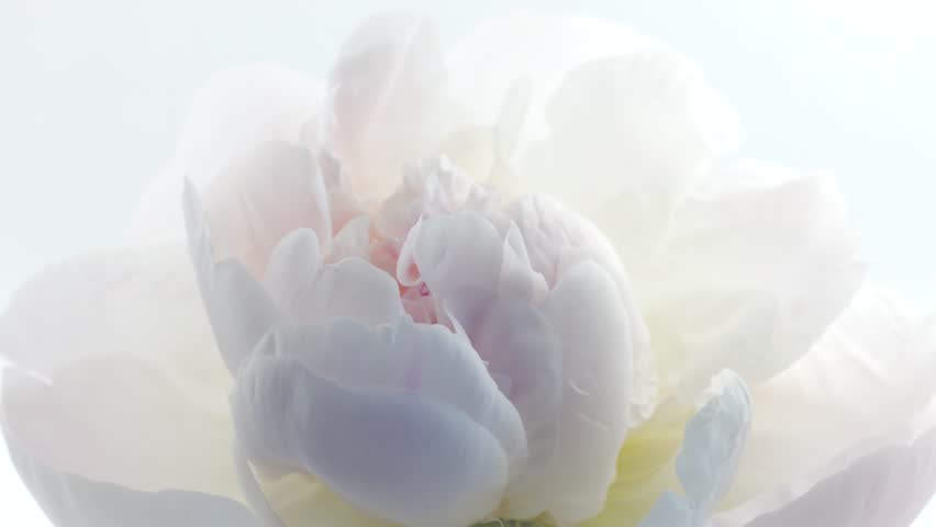 Beautiful white Peony on white background. Blooming peony flower open, time lapse, close-up. Wedding backdrop, Valentine's Day concept. 4K UHD video timelapse