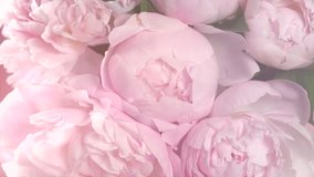 Beautiful pink Peony bouquet background. Blooming peony flowers open, time lapse, close-up. Wedding backdrop, Valentine's Day concept. 4K UHD video timelapse