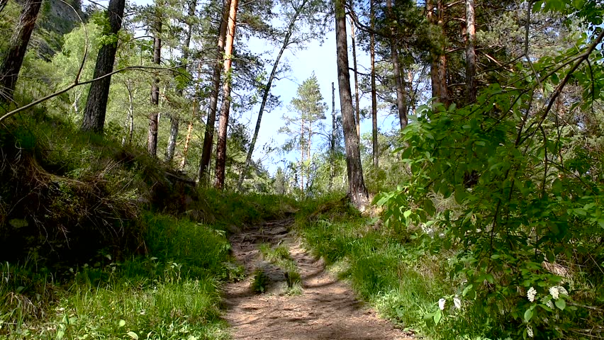 A girl with a backpack walks through the forest among the pines.
