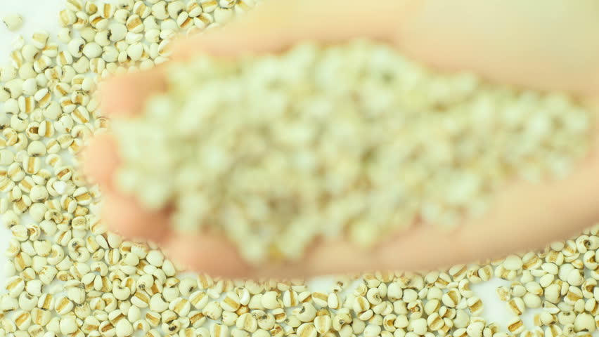 Job's tears falling from hand on white background. Front view. Close up.