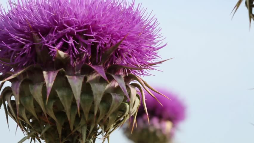 Silybum (milk thistle) is a genus of two species of thistles in the daisy family. The plants are native to the Mediterranean region. Silybum marianum plant, a medicinal plant glowing in the spring. Royalty-Free Stock Footage #1012095068