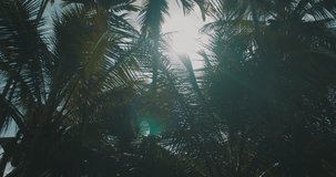 Panning shot of bright sun shining through the palm leaves. Tropical scene concept - video in slow motion