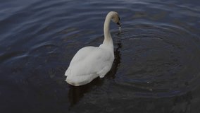 Beautiful white swan with red beak swimming in lake, slow motion