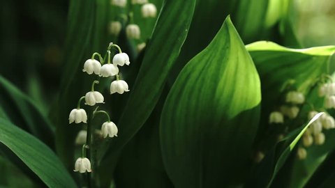 Lily of the valley close up outdoors