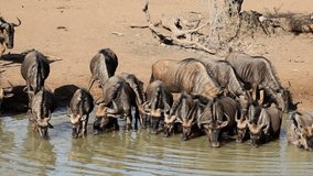 Herd of blue wildebeest (Connochaetes taurinus), drinking water, Mkuze game reserve, South Africa