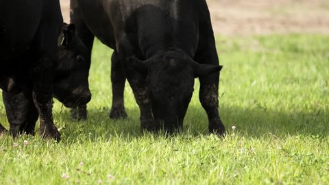 Barnyard lifestyle. Big black bulls with dirty legs grazing on meadow and looking tasty grass for food in slow motion