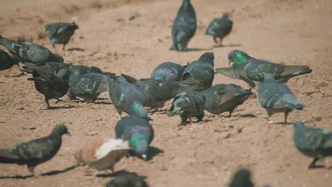 flock of pigeons birds on the ground looking for a grain eat slow motion video. many pigeons on the soil go looking for food. doves birds on the soil lifestyle concept