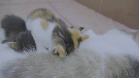 the cat feeds the kittens. kittens suck a tit at the cat slow motion video. cat mom and kitten lifestyle